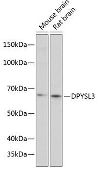 Cell Biology Antibodies 2 Anti-DPYSL3 Antibody CAB12280