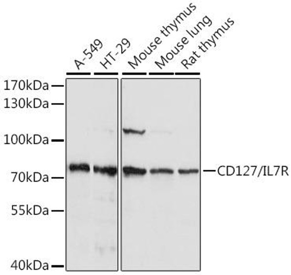 Cell Biology Antibodies 2 Anti-CD127/IL-7R Antibody CAB1230