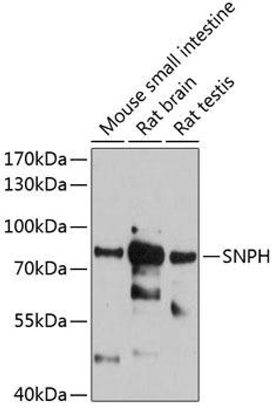 Cell Biology Antibodies 2 Anti-SNPH Antibody CAB12300