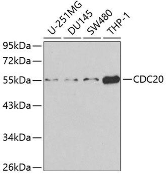Cell Cycle Antibodies 1 Anti-CDC20 Antibody CAB1231