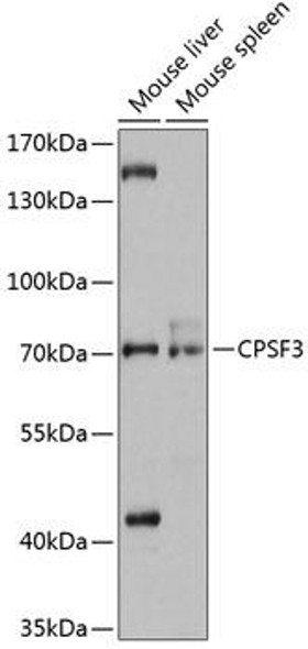 Epigenetics and Nuclear Signaling Antibodies 1 Anti-CPSF3 Antibody CAB12368