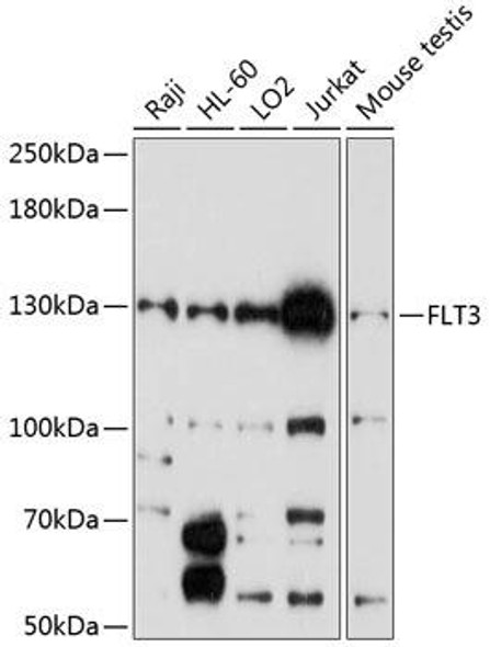 Immunology Antibodies 1 Anti-FLT3 Antibody CAB12437