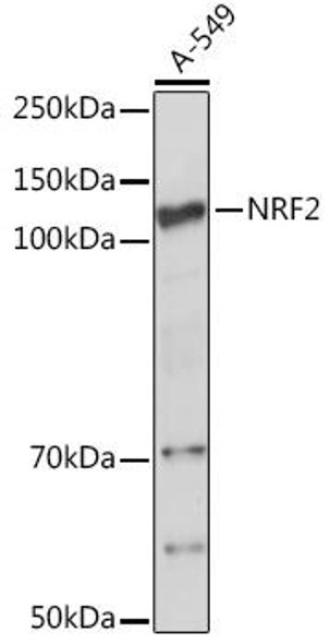 Immunology Antibodies 1 Anti-NRF2 Antibody CAB1244