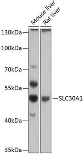 Signal Transduction Antibodies 1 Anti-SLC30A1 Antibody CAB12533