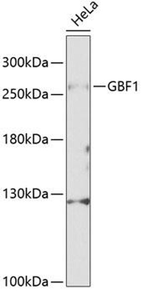 Immunology Antibodies 1 Anti-GBF1 Antibody CAB12539