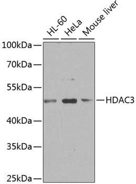 Cell Biology Antibodies 3 Anti-HDAC3 Antibody CAB12542