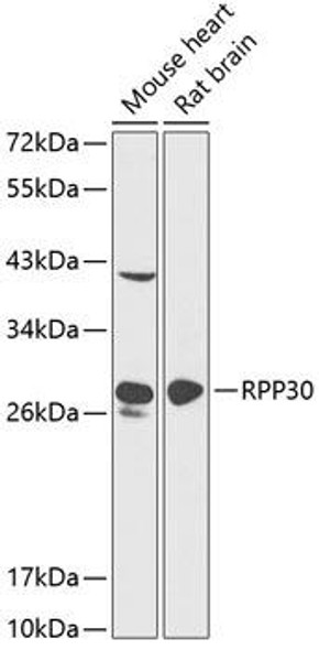 Epigenetics and Nuclear Signaling Antibodies 1 Anti-RPP30 Antibody CAB12560