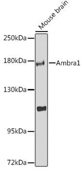 Autophagy Antibodies Anti-Ambra1 Antibody CAB12578