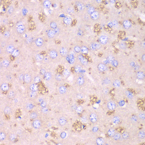 Cell Biology Antibodies 3 Anti-TXN2 Antibody CAB12591