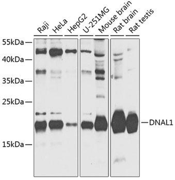 Cell Biology Antibodies 3 Anti-DNAL1 Antibody CAB12601