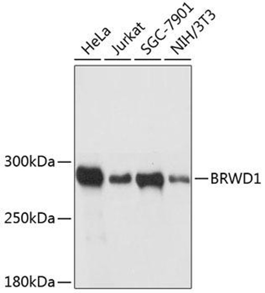 Epigenetics and Nuclear Signaling Antibodies 1 Anti-BRWD1 Antibody CAB12656