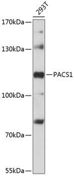 Immunology Antibodies 1 Anti-PACS1 Antibody CAB12659