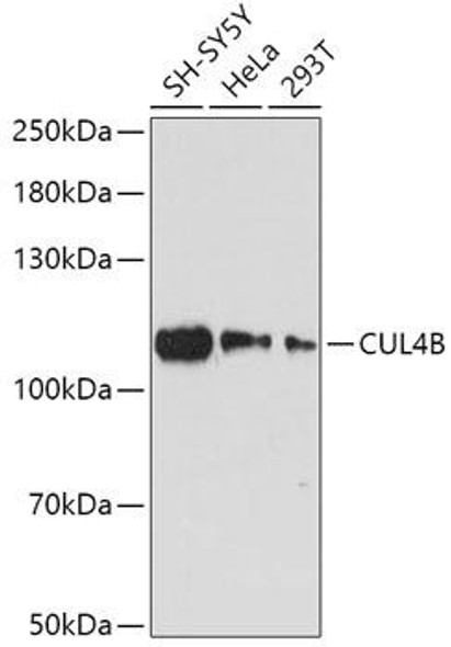 Cell Cycle Antibodies 1 Anti-CUL4B Antibody CAB12696