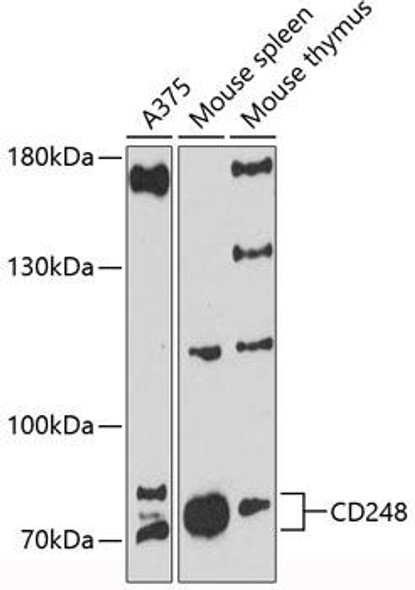 Cell Biology Antibodies 3 Anti-CD248 Antibody CAB12703