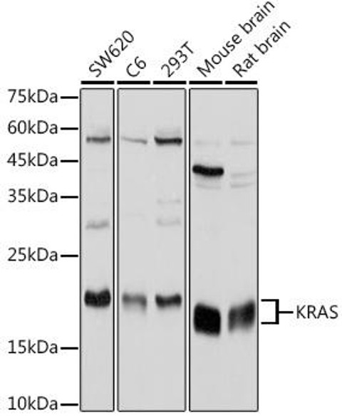 KO Validated Antibodies 1 Anti-KRAS Antibody CAB12704KO Validated