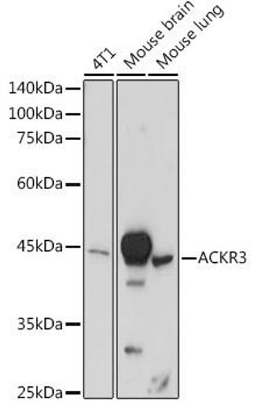 Cell Biology Antibodies 3 Anti-ACKR3 Antibody CAB12712