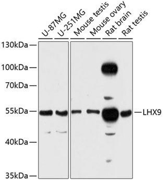 Cell Biology Antibodies 3 Anti-LHX9 Antibody CAB12717