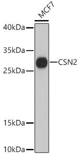 Cell Biology Antibodies 3 Anti-CSN2 Antibody CAB12749