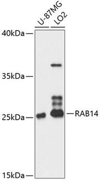 Cell Biology Antibodies 3 Anti-RAB14 Antibody CAB12752