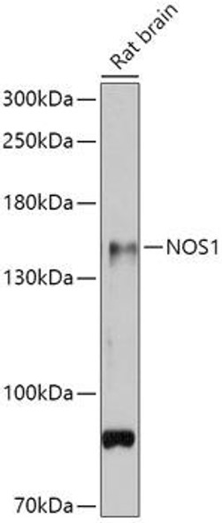 Cell Biology Antibodies 3 Anti-NOS1 Antibody CAB12795
