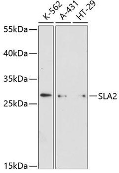 Cell Biology Antibodies 3 Anti-SLA2 Antibody CAB12818