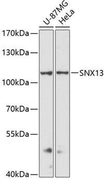 Cell Biology Antibodies 3 Anti-SNX13 Antibody CAB12821