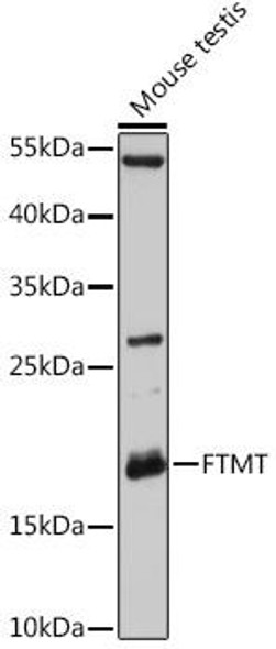 Cell Biology Antibodies 3 Anti-FTMT Antibody CAB12867