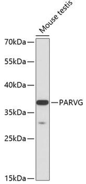 Cell Biology Antibodies 3 Anti-PARVG Antibody CAB12876