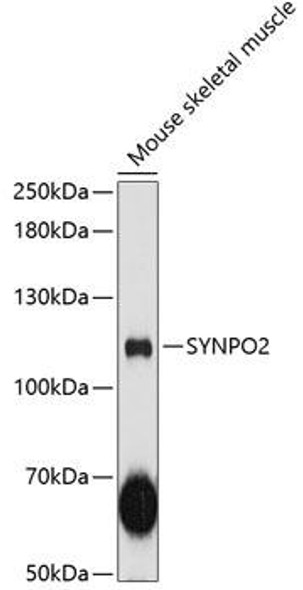 Cell Biology Antibodies 3 Anti-SYNPO2 Antibody CAB12881