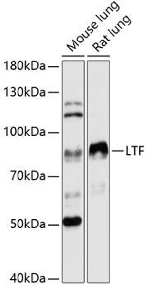 Immunology Antibodies 1 Anti-LTF Antibody CAB12902