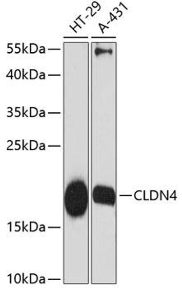 Signal Transduction Antibodies 1 Anti-CLDN4 Antibody CAB12912