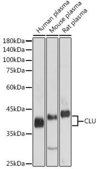 Cell Death Antibodies 1 Anti-CLU Antibody CAB12913