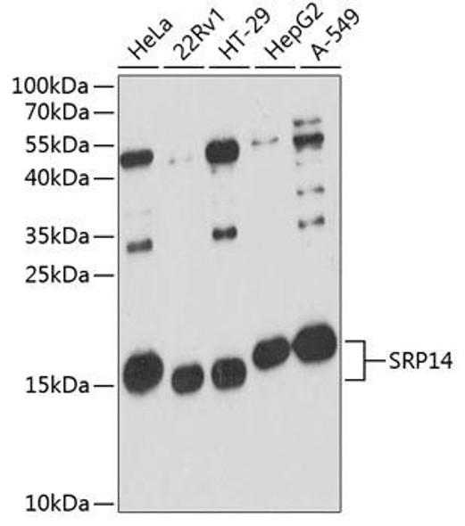 Cell Biology Antibodies 3 Anti-SRP14 Antibody CAB12926