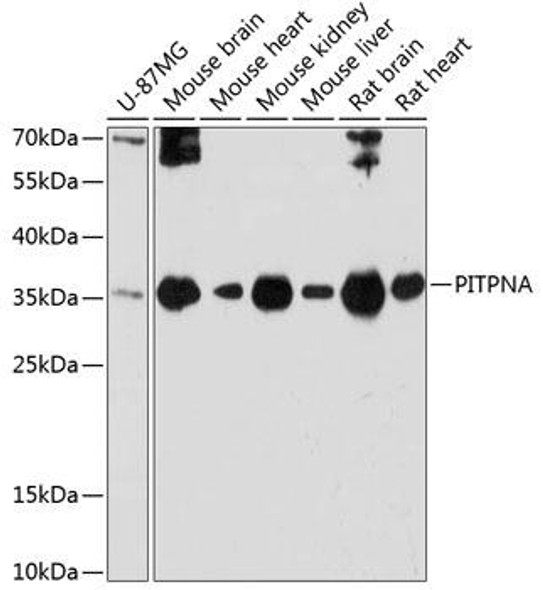 Signal Transduction Antibodies 1 Anti-PITPNA Antibody CAB12966