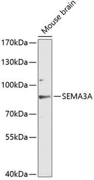 Developmental Biology Anti-SEMA3A Antibody CAB12967