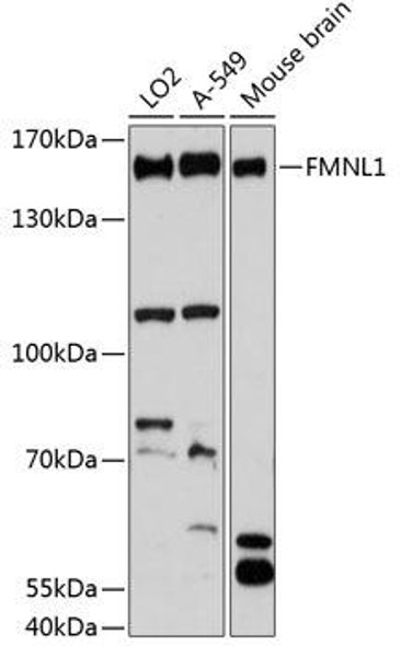 Immunology Antibodies 1 Anti-FMNL1 Antibody CAB13010