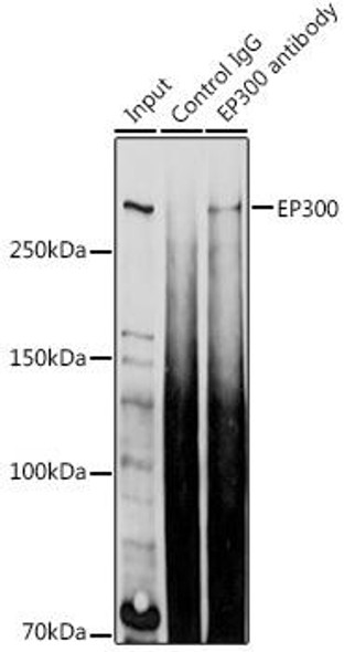 Cell Biology Antibodies 3 Anti-EP300 Antibody CAB13016