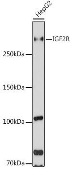 Signal Transduction Antibodies 1 Anti-IGF2R Antibody CAB13022