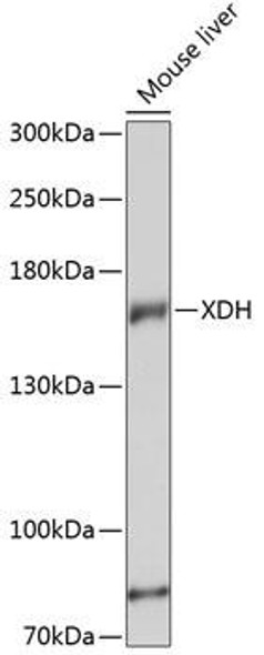 Cell Biology Antibodies 3 Anti-XDH Antibody CAB13052