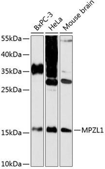 Signal Transduction Antibodies 1 Anti-MPZL1 Antibody CAB13059