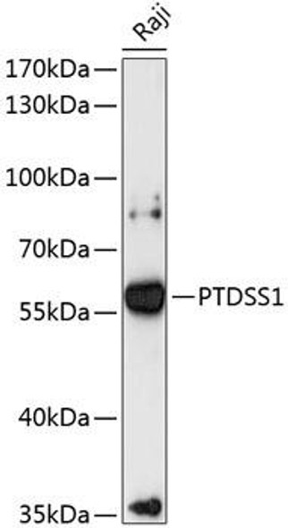 Metabolism Antibodies 1 Anti-PTDSS1 Antibody CAB13065