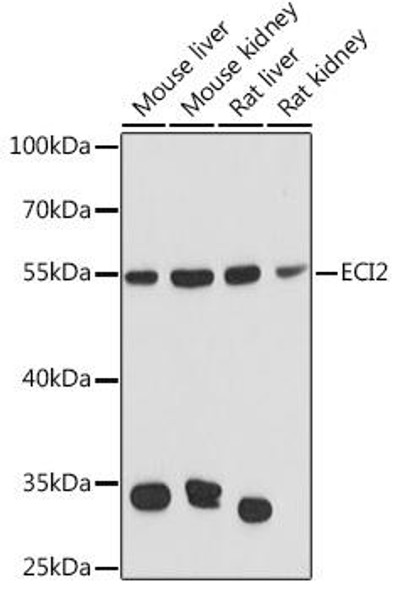Cell Biology Antibodies 3 Anti-ECI2 Antibody CAB13072