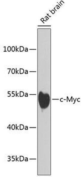 Epigenetics and Nuclear Signaling Antibodies 1 Anti-c-Myc Antibody CAB1309