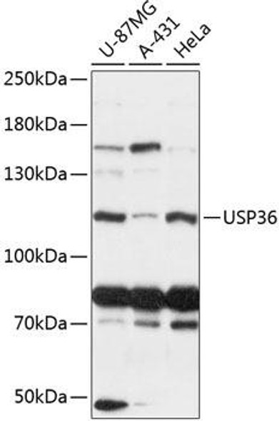 Signal Transduction Antibodies 1 Anti-USP36 Antibody CAB13115