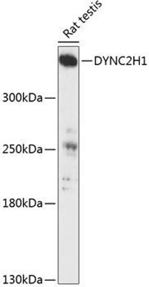 Cell Biology Antibodies 3 Anti-DYNC2H1 Antibody CAB13126
