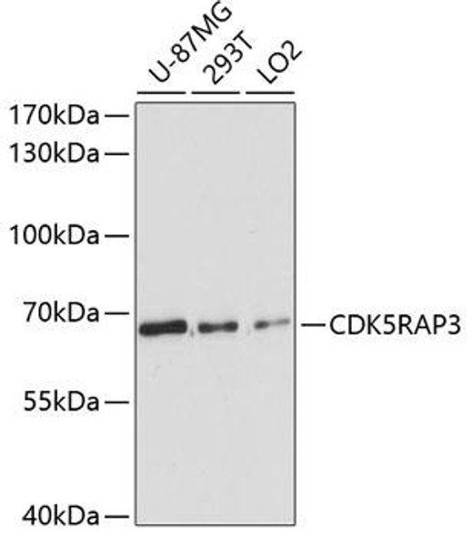 Immunology Antibodies 1 Anti-CDK5RAP3 Antibody CAB13128