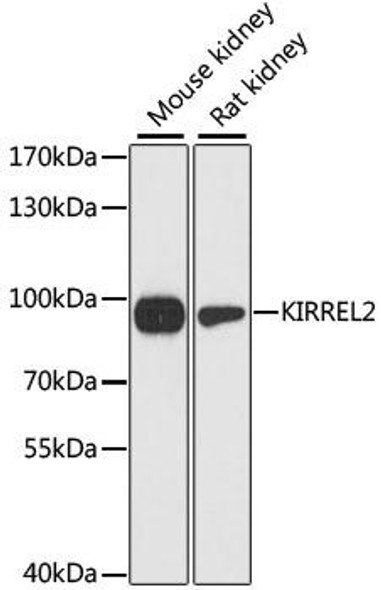 Cell Biology Antibodies 3 Anti-KIRREL2 Antibody CAB13130