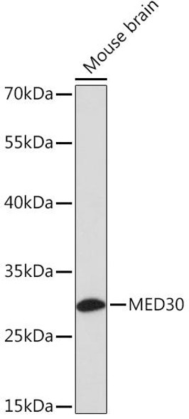Epigenetics and Nuclear Signaling Antibodies 1 Anti-MED30 Antibody CAB13135