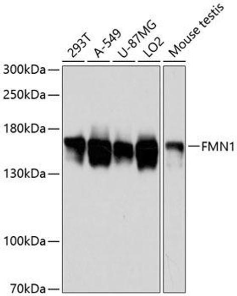Cell Biology Antibodies 3 Anti-FMN1 Antibody CAB13143