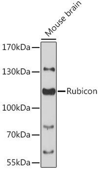 Autophagy Antibodies Anti-Rubicon Antibody CAB13169